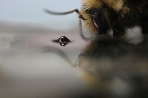 Bee and Foams figure